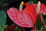 Anthurium wonder boy ✔ Антуриум Магазин Цветов